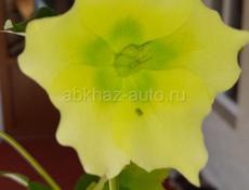 яищу работа водителем раион Сухуми