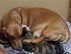 Таксы через два месяца