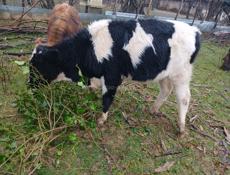 Продаю бычка 70кг-75