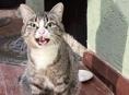 Кошечка в добрые руки 