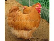 4 петуха продаются