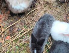 КРОЛИКИ 700 руб 