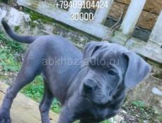 Кане корсо девочка