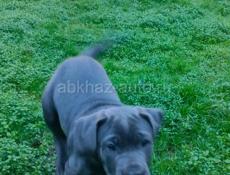 Кане корсо девочка