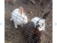 Кролики большой породы им почти год отдам по 500