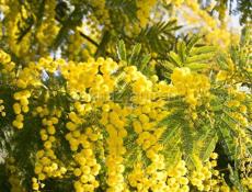 Продаю мимозу