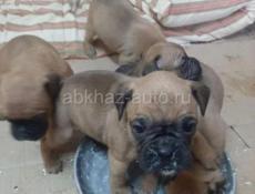 Продаются щенки немецкого боксера 