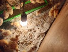 Перепелята