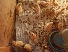 Перепелята