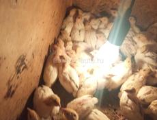 Перепелята