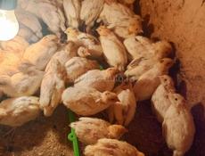 Перепелята