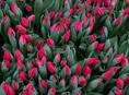 Тюльпаны оптом 