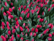 Тюльпаны оптом 