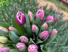 Тюльпаны оптом