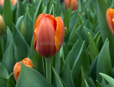 Тюльпаны оптом