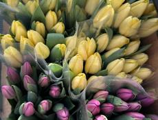 Тюльпаны оптом