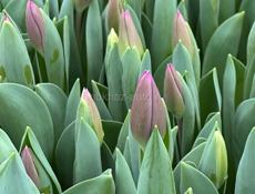 Тюльпаны оптом