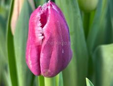 Тюльпаны оптом