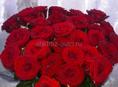 Шикарные красные розы — скажите о чувствах без слов 🌹❤️