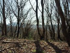 Требуется постух