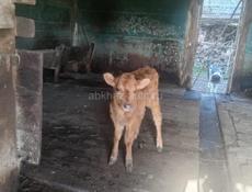 Продаю Тёлочку 