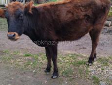 Тёлка полтора года 