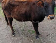 Тёлка полтора года 