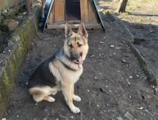 Овчарка для спаривания