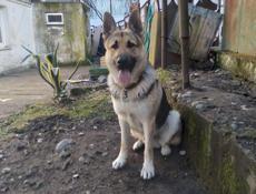 Овчарка для спаривания