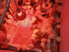 Продаются цыплята