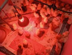 Продаются цыплята