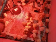 Продаются цыплята