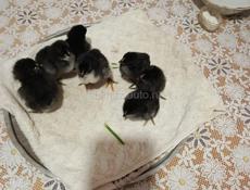 Продаются цыплята