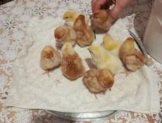 Продаются цыплята