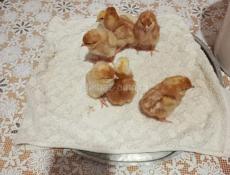 Продаются цыплята