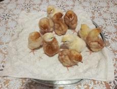 Продаются цыплята