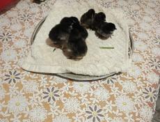 Продаются цыплята