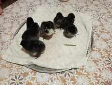 Продаются цыплята