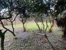 Землельный участок 6 соток Пицунда цитрусовый 