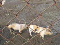 Продаю поросят