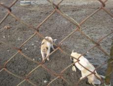 Продаю поросят