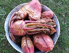 Продается Перец и Ахэыл😍😍 звонить в любое время👌👌