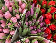 Тюльпаны оптом  