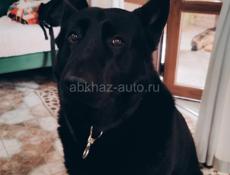 Двухкомнатные апартаменты в центре Пицунды 