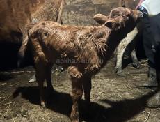 Продам телёнка девочка