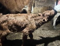 Продам телёнка девочка