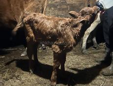 Продам телёнка девочка