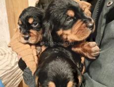 Отдаём в хорошие руки