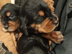 Отдаём в хорошие руки