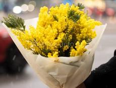 Пойдем на укладку мимозы 